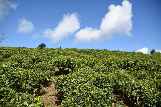 台地茶是云南普洱茶重要的普洱茶原料,云南普洱茶资源中95%都是台地茶