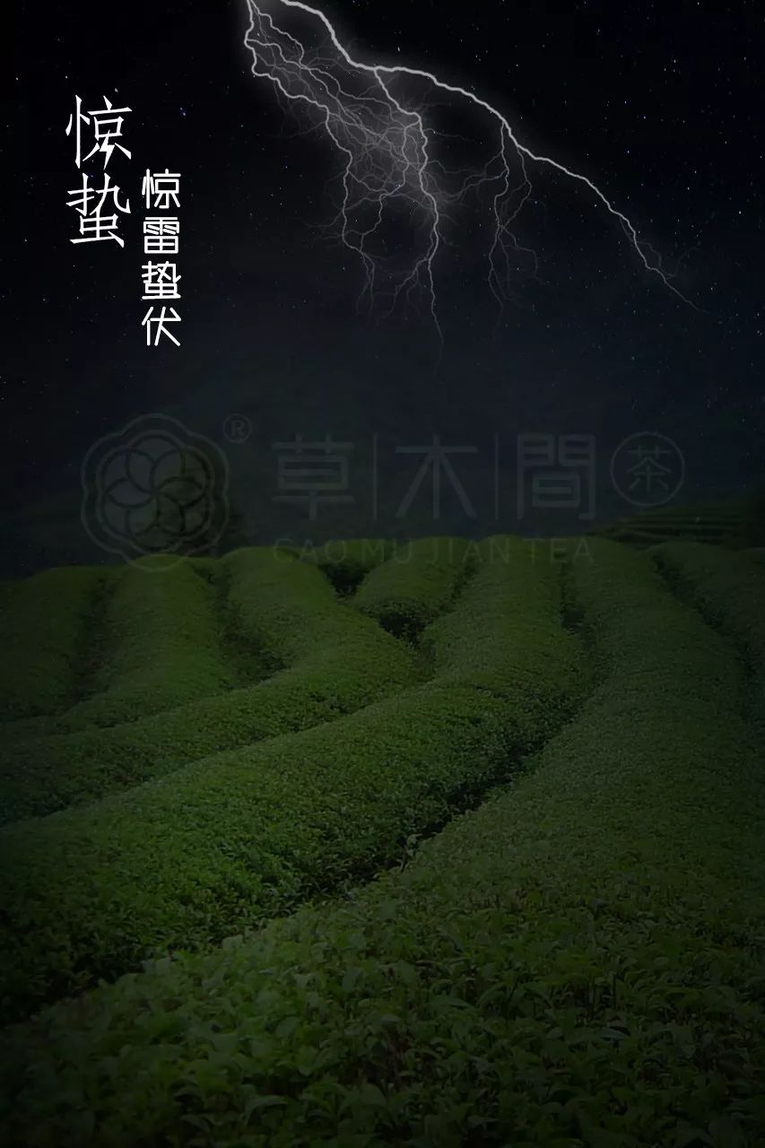 你确定你喝到的惊蛰茶是 嫩栗香 茶友网 原中国普洱茶网