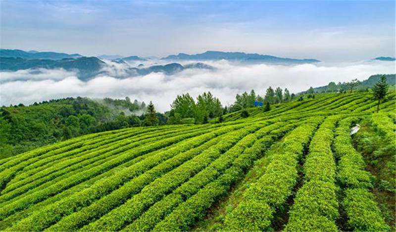 贵州茶山风景区图片