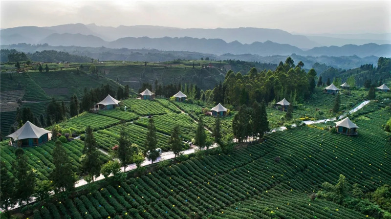 春天 来雅安名山开启一场寻茶之旅 茶友网 原中国普洱茶网