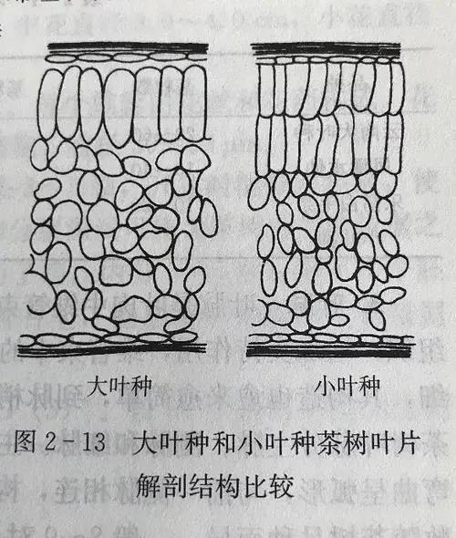 竖型结构是栅栏组织,圆形结构是海绵组织而且因为考虑经济成本,尤其是