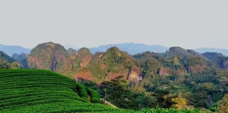这份武夷岩茶的简介 建议收藏 茶友网 原中国普洱茶网
